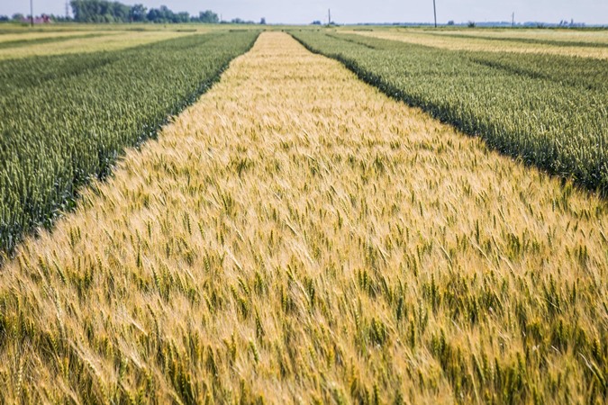 Лани пшениці, торговий шлях та набіги турків