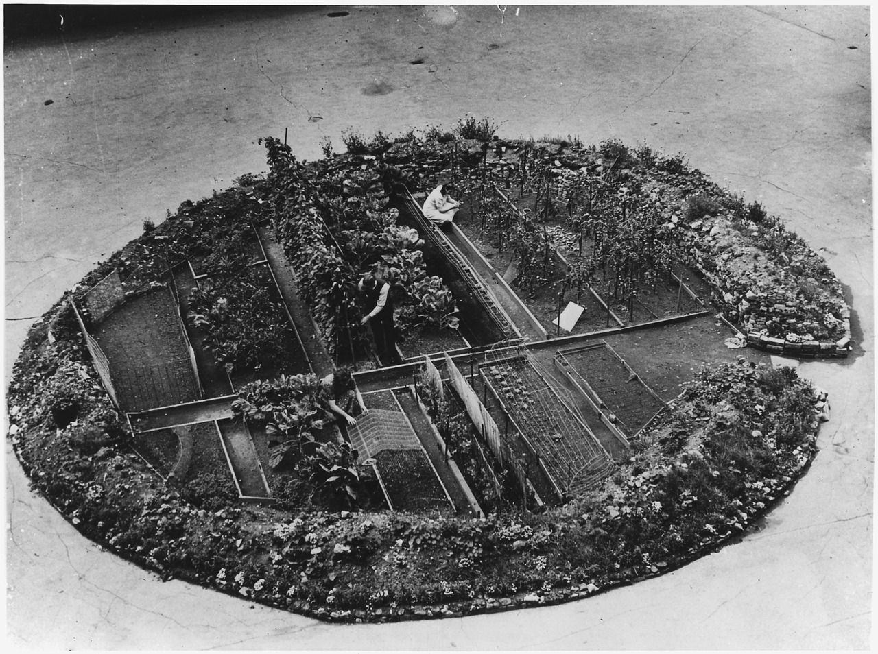 Сад перемоги у воронці від бомби в Лондоні під час Другої світової війни.