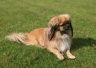 Тібетський спаніель, Львів