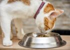 Кішка в будинку: правильний вибір корму