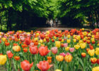 У Львові висадять понад 150 тисяч тюльпанів: нідерландська весняна ініціатива