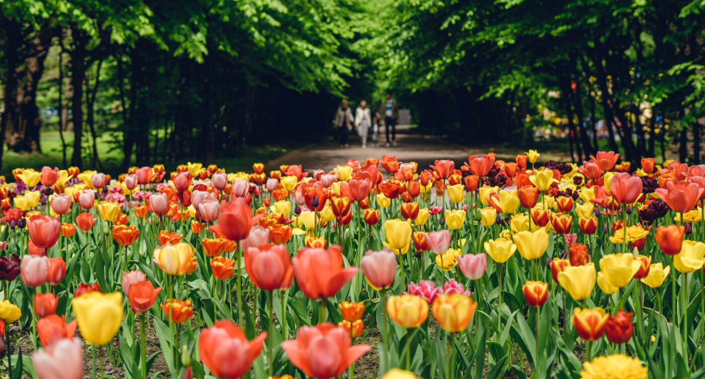 У Львові висадять понад 150 тисяч тюльпанів: нідерландська весняна ініціатива