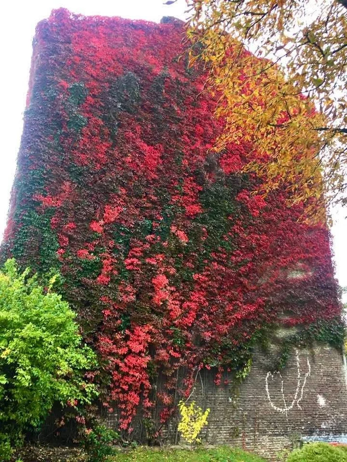 Львів створив реєстр ліан та витких рослин: 322 рослини під охороною