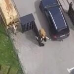 У Львові автівка ТЦК наїхала на жінку: поліція почала розслідування