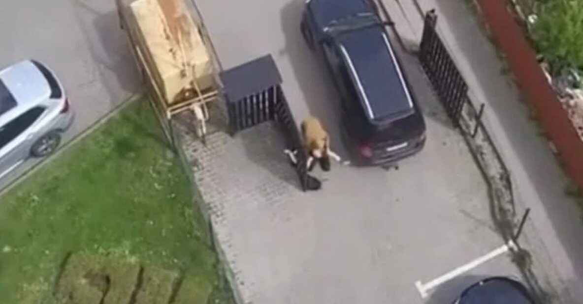 У Львові автівка ТЦК наїхала на жінку: поліція почала розслідування