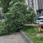Грози у Львові 29 червня: повалені дерева, зірваний дах, припинені трамваї