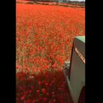 Популярне поле з маками на Львівщині переорали