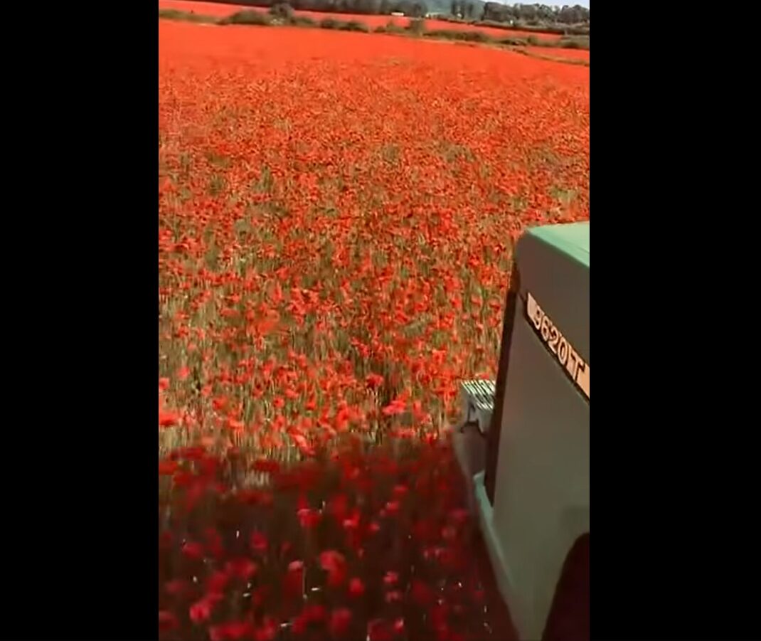 Популярне поле з маками на Львівщині переорали